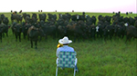 Al toro bravo echale vacas